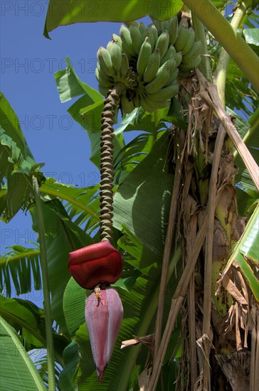 Banana tree with fruits