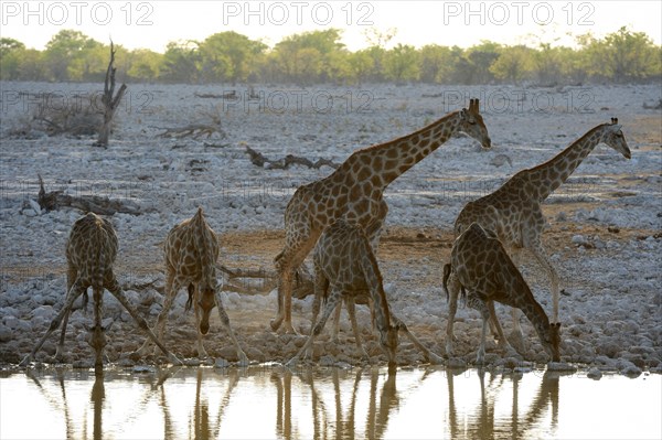 Angolan Giraffe