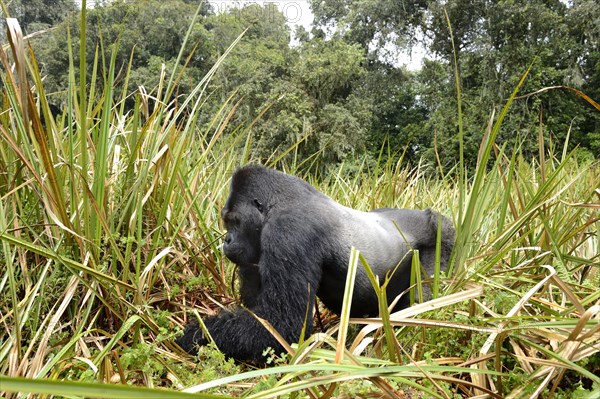 Eastern lowland gorilla