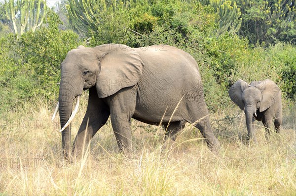 African elephant