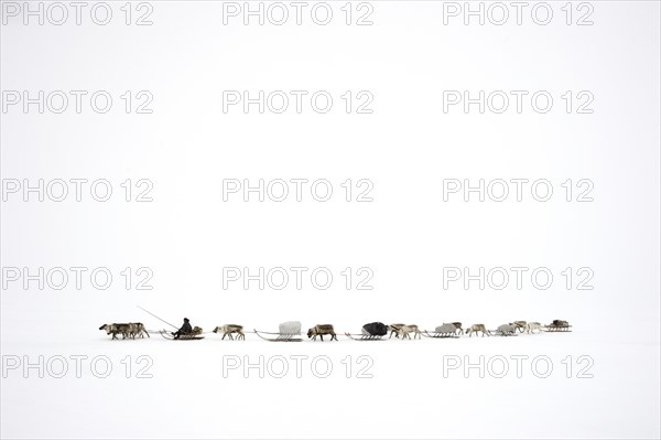 Nenets herdsman driving a train of reindeer