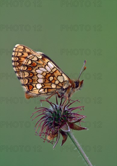 Quail Wheat Fritillary