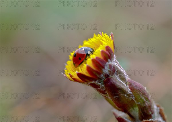 Ladybird on coltsfoot