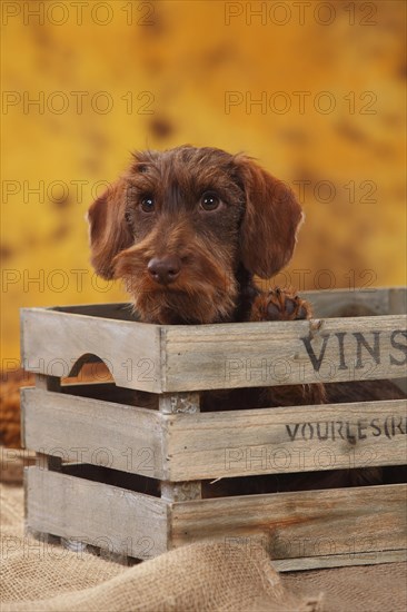 Dwarf greyhound dachshund