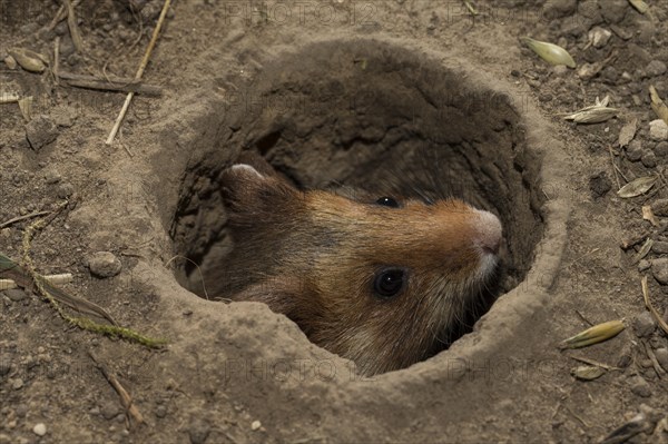 European Hamster