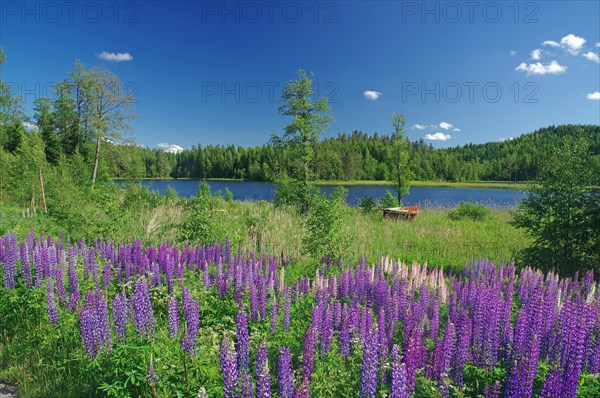 Flowering lupins