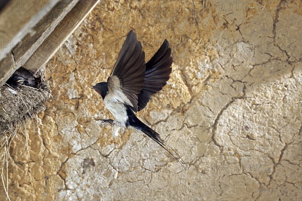 Barn swallow