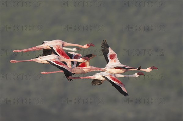 Lesser Flamingo