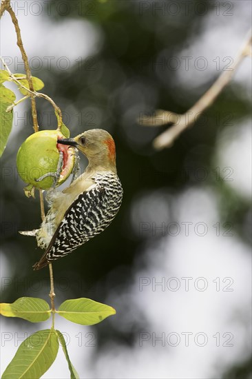 Red crowned woodpecker