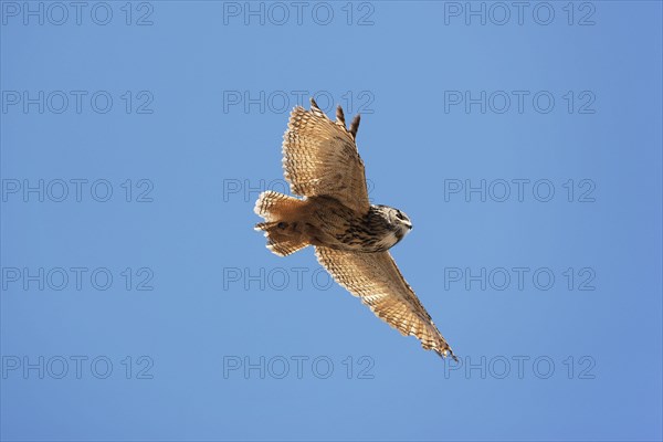 Cape Eagle Owl