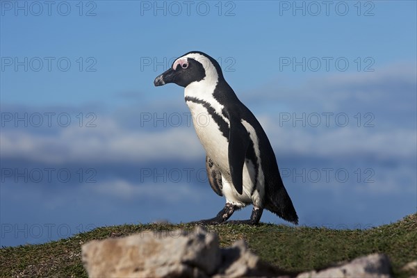 African penguin