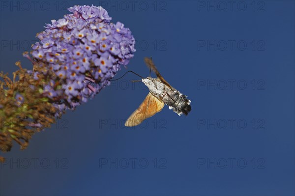 Hummingbird Hawk Moth