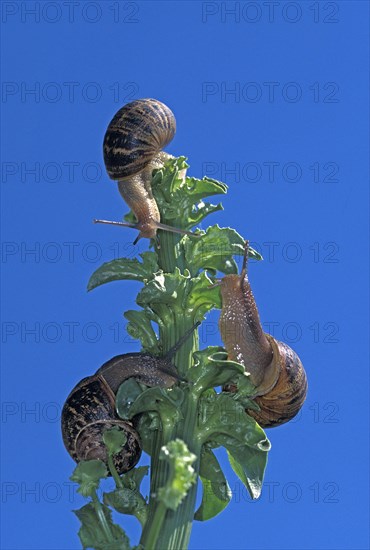 BROWN GARDEN SNAKE helix aspersa