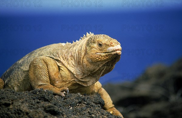 Galapagos Land Iguana