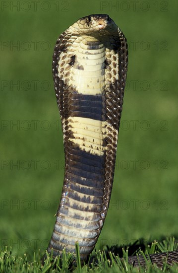 Indian Cobra