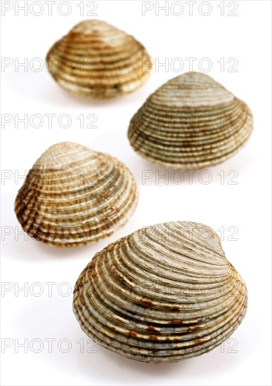 Shells