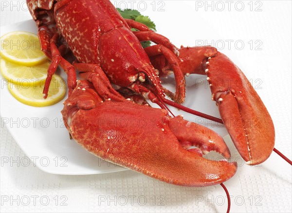 Plate with boiled Lobster