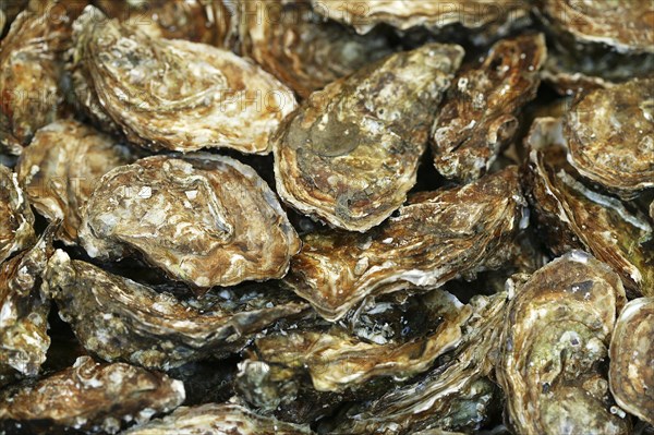 French oyster called Fine de Claire