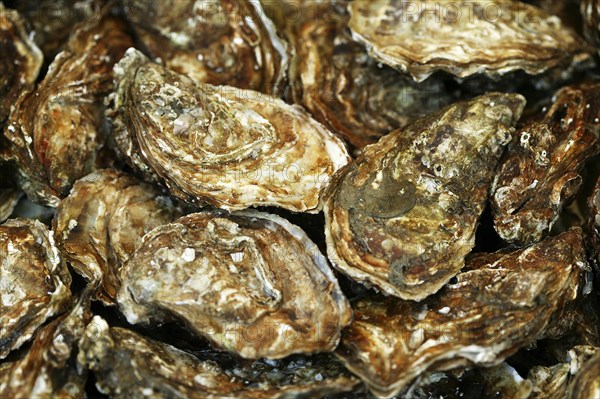 French oyster