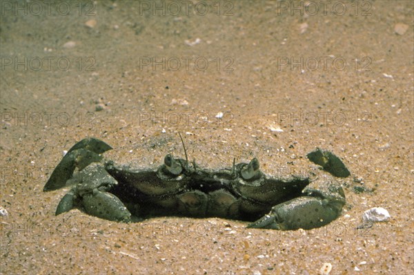 EUROPEAN European green crab