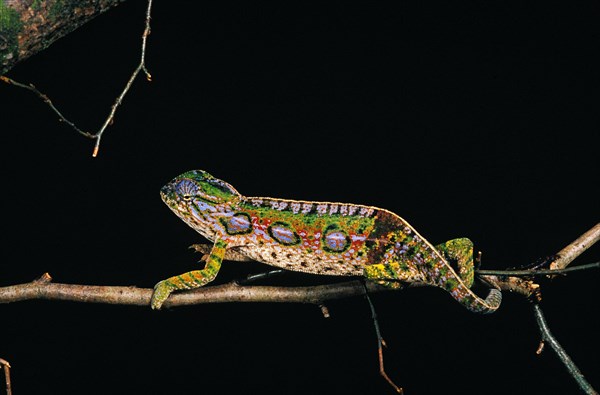 Madagascar jeweled chameleon