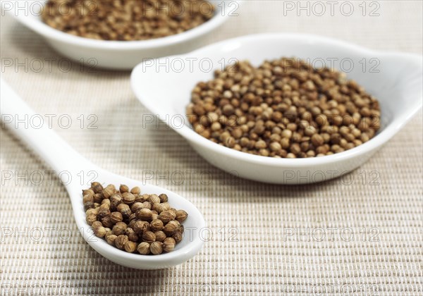 CORIANDER