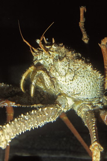 Spiny spider crab