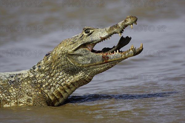 Spectacled Caiman