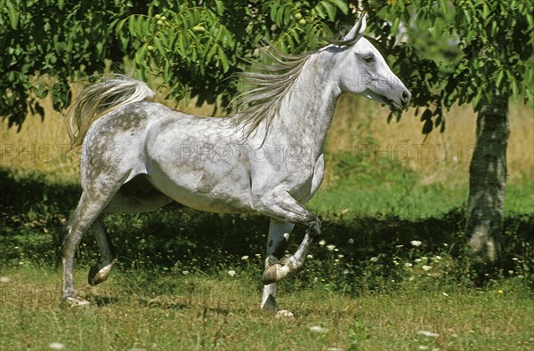 Arabian horse