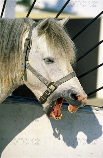 PORTRAIT OF A YAWNING CAMARGUE HORSE