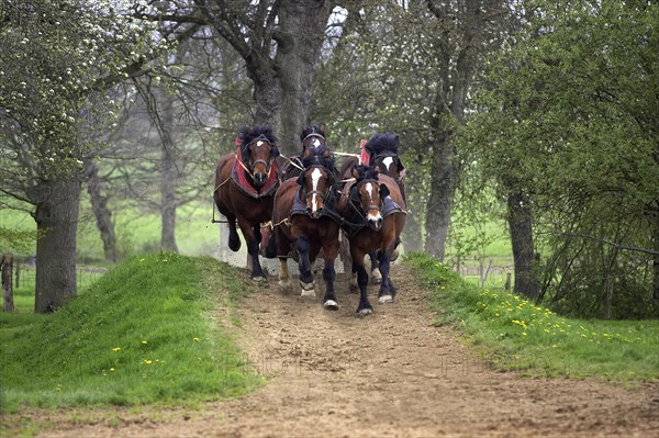 Cob Normand horse