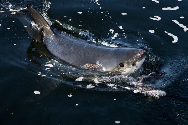 Great white shark