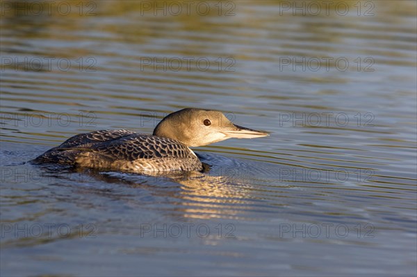 Great Northern Loon