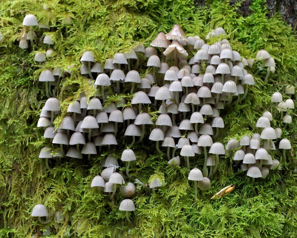 Fairy Ink Cap