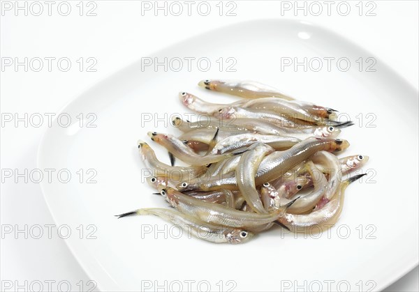 Smelts