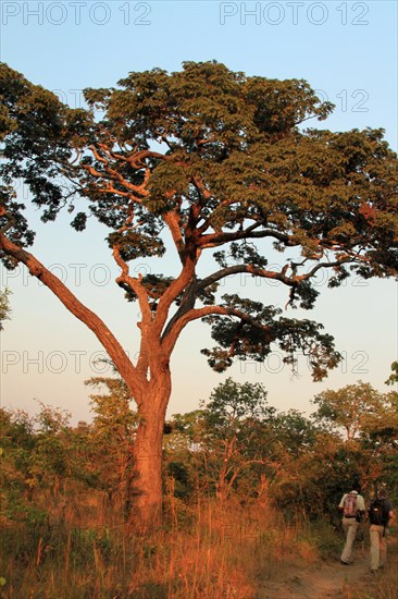 Miombo tree