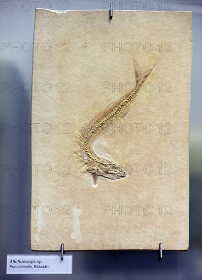 Fossilisation of a pseudo trout