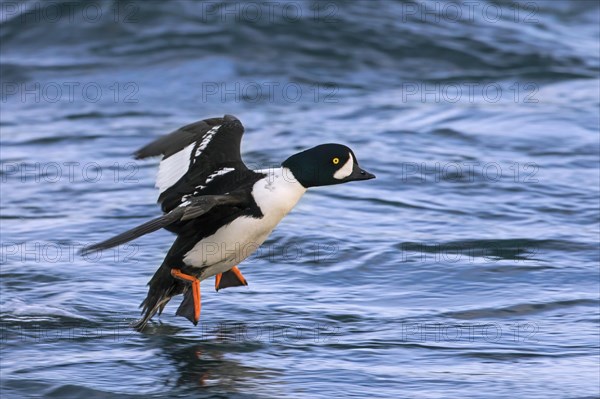 Barrow's goldeneye