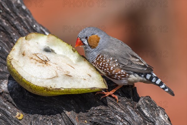 Zebra finch