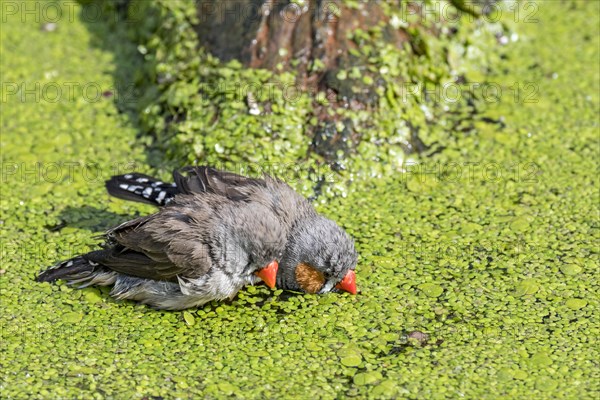 Two male zebra finches