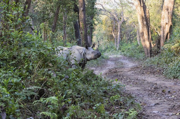 Indian rhinoceros