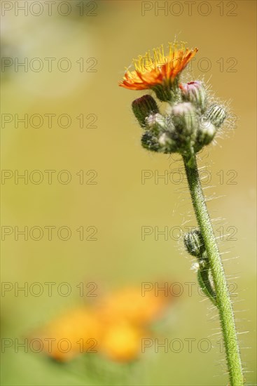 Fox and cubs