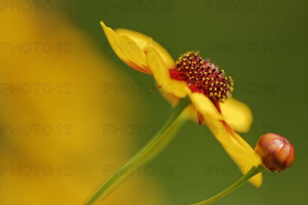 Large-flowered tickseed