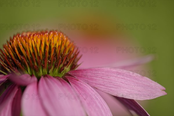 Eastern Purple Coneflower