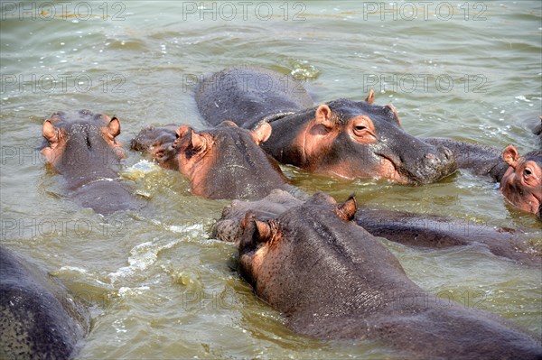 Hippopotamus