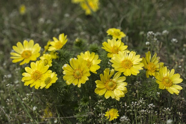 Spring pheasant's eye