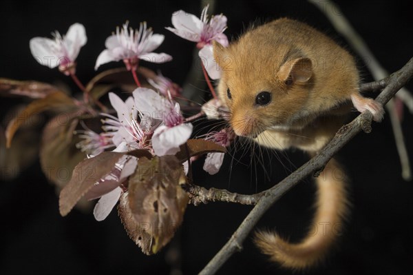 Hazel Dormouse