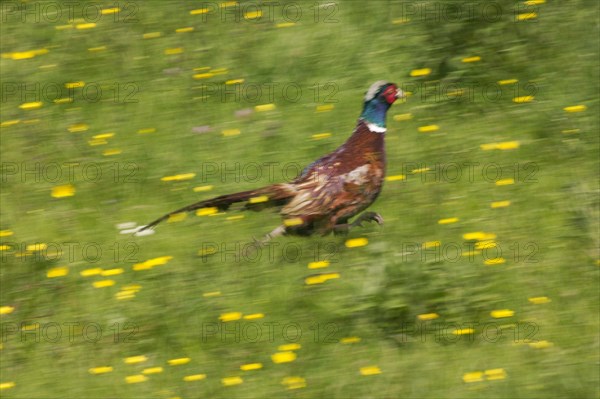 Common Pheasant