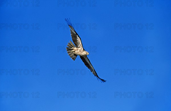 Tawny Eagle