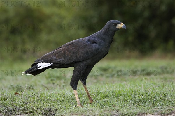 Greater Black Hawk